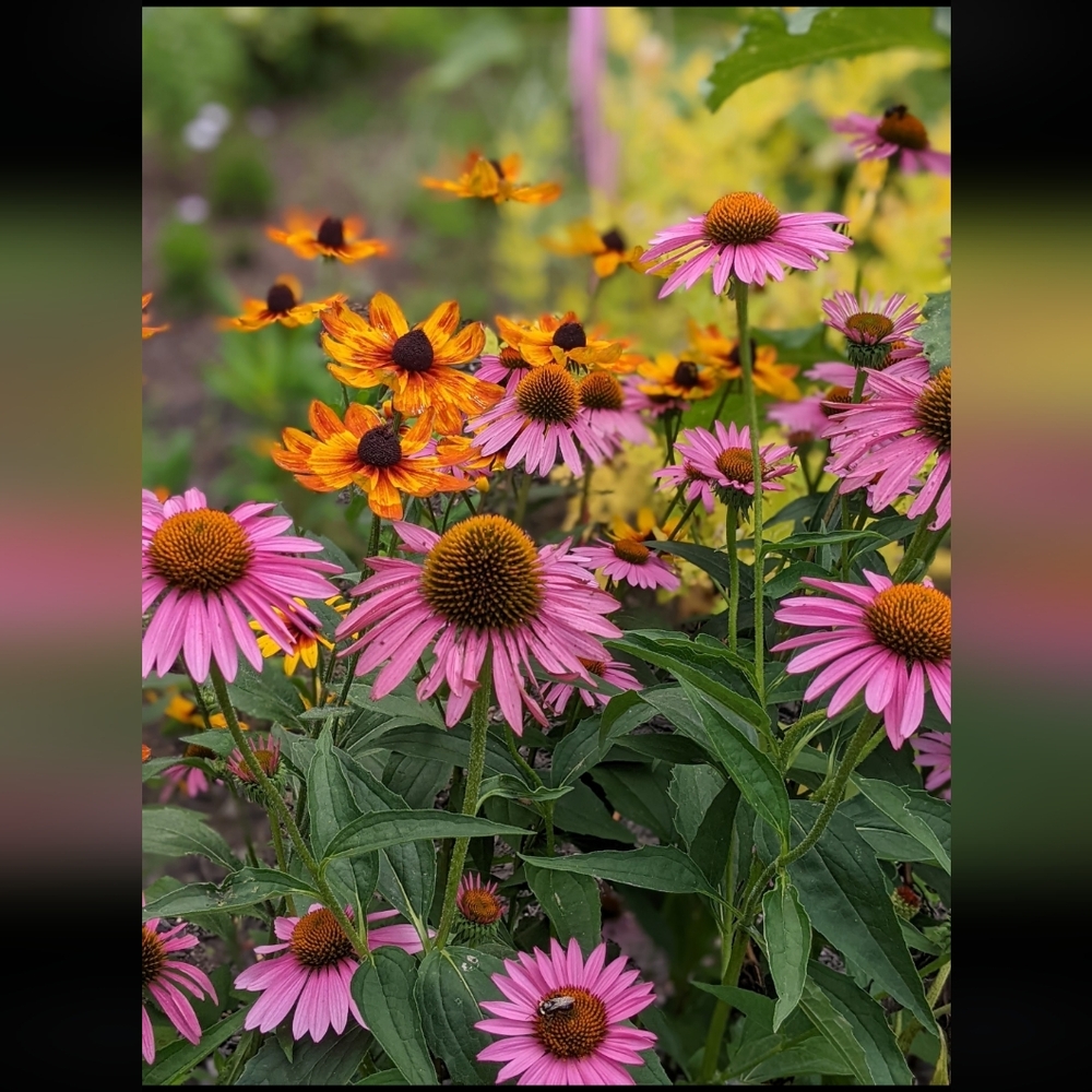 Coneflower Seed Packet - Picture 6 of 7